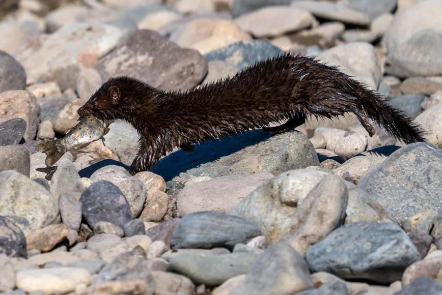 Mink with a brown trout on Simpson River