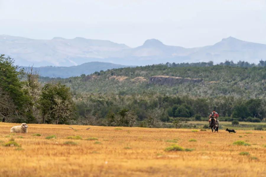 Gaucho tending his flock near Magic Waters Lodge