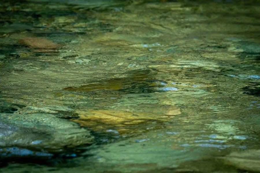Brown trout in clear waters