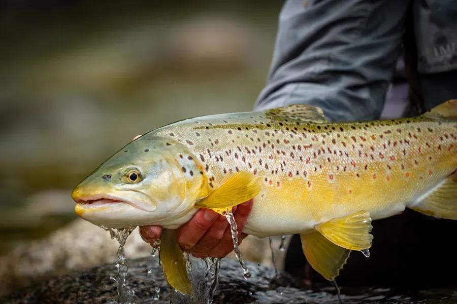 Monster wild brown trout in New Zealand
