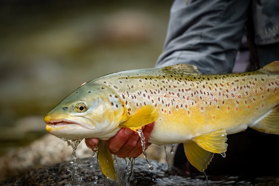 New Zealand fly fishing