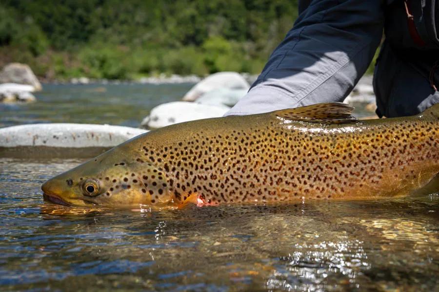 A beautiful back country wild brown trout