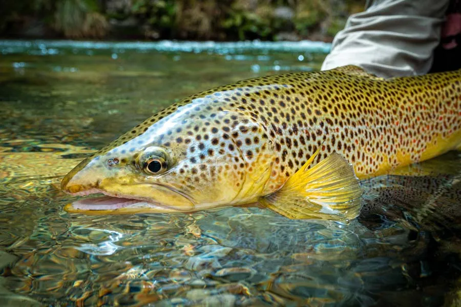 Wild brown trout NZ