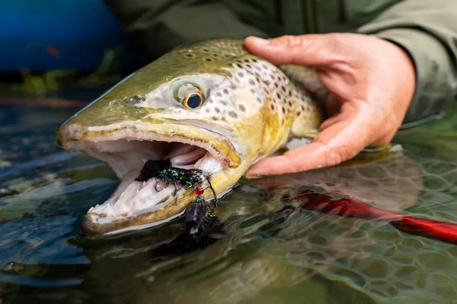 Streamers that have weight tied into the fly, like this articulated streamer, can be a game-changer in the winter. By incorporating weight into the fly itself--often tied to the hook--the fly sinks to the targeted depth as quickly as possible.