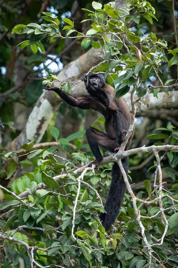 A saka monkey helps himself to some jungle fruits