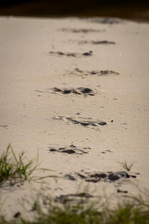 Fresh Jaguar tracks on a sand bar