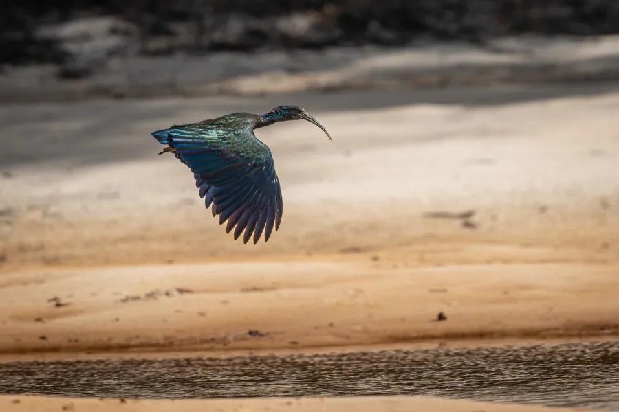Green ibis in Brazil