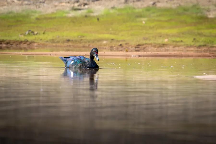 Muscovy duck