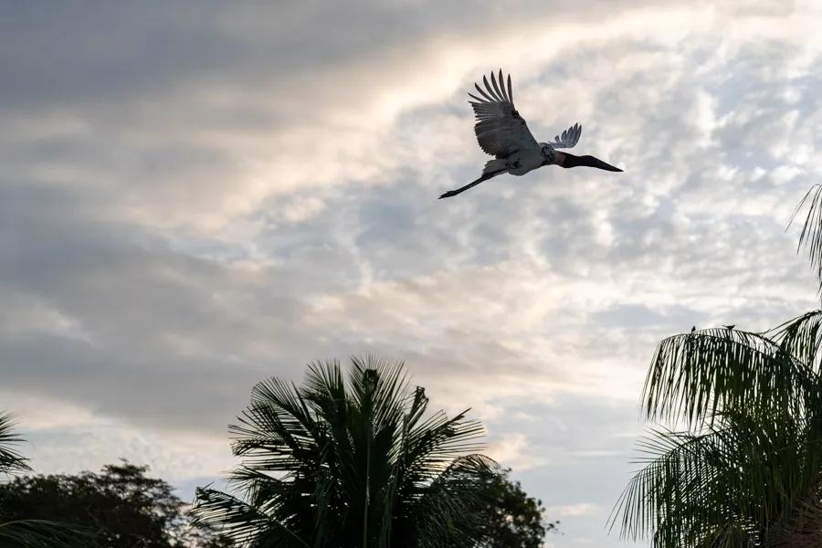 Jabiru stork flies overhead