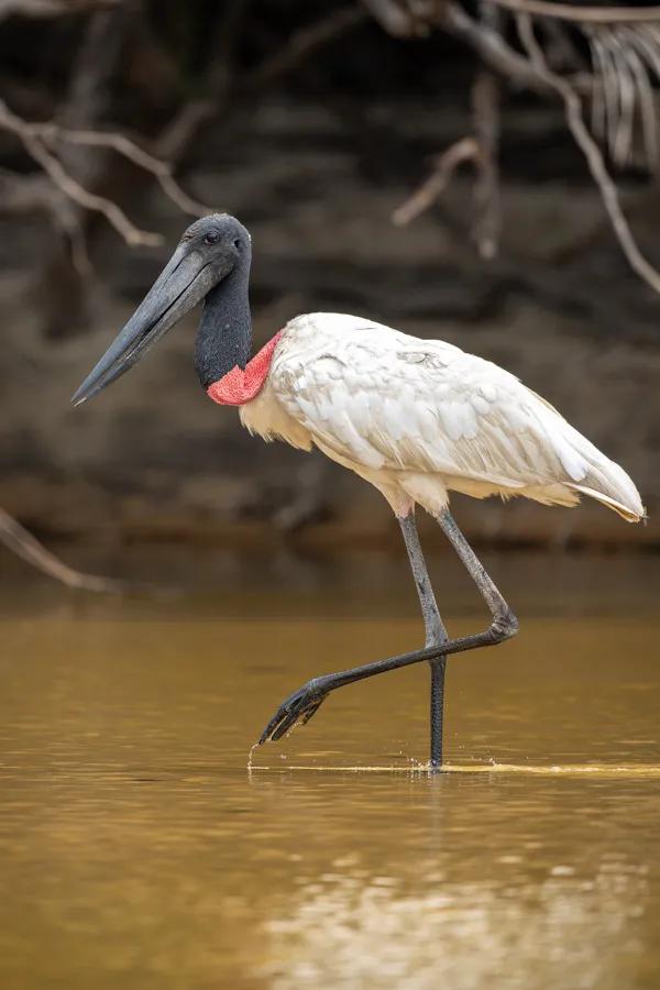 Jabiru stork in Brazil