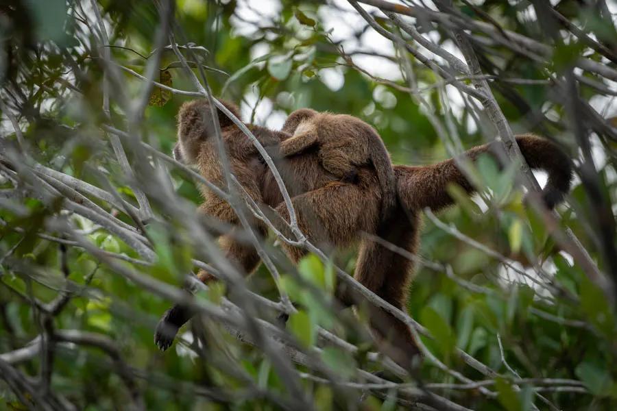 A baby monkey hitches a ride with his mother as a troop of monkeys travelled through the forest canopy
