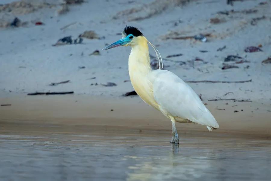 Capped heron