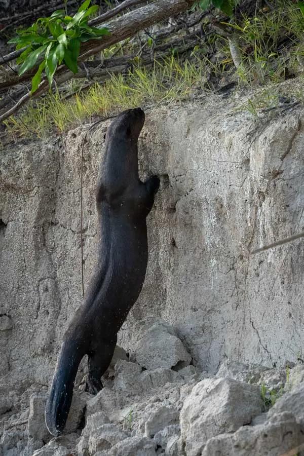 A giant Amazonian otter