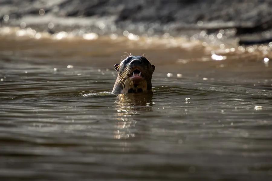A river rotter in Brazil