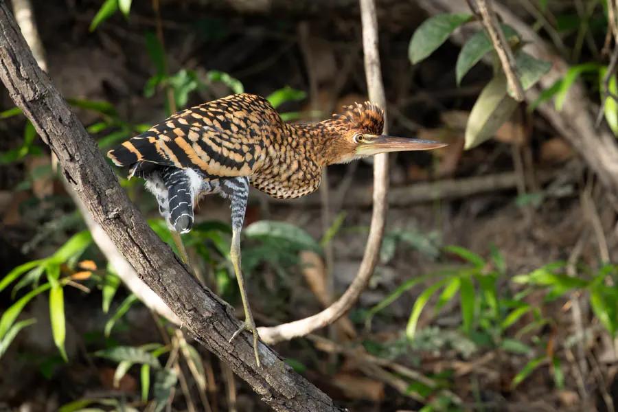 Tiger Heron in Brazil
