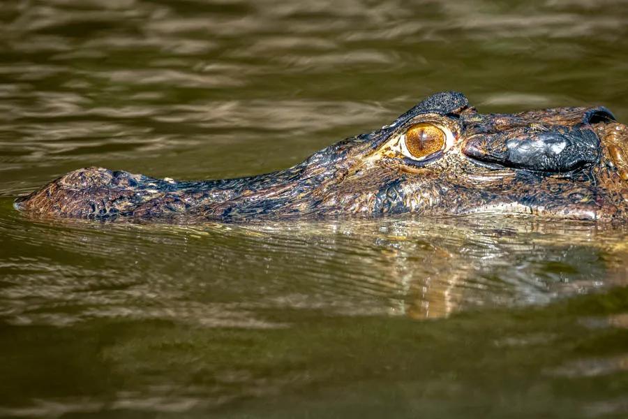Black caiman Brazil