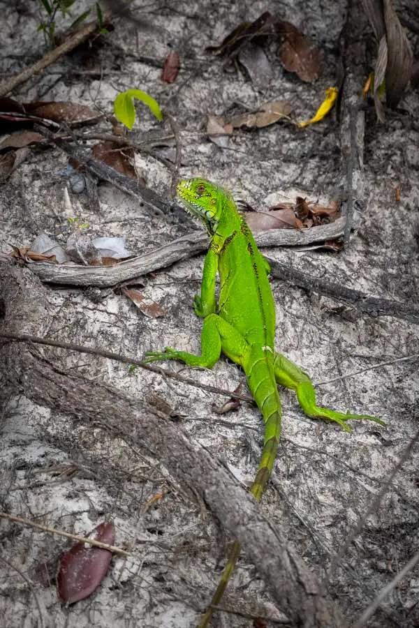 Green Iguana in Brazil
