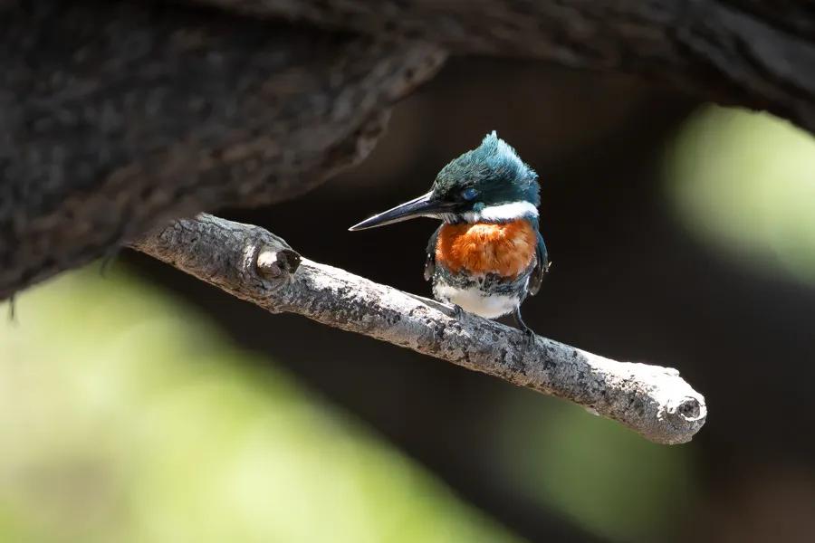 pigmy kingfisher