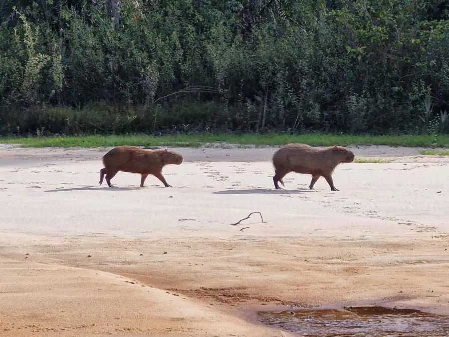 capybara patrol the beach in Brazil