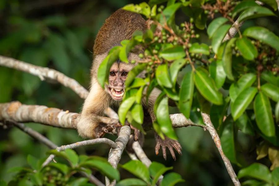 Brazil monkey