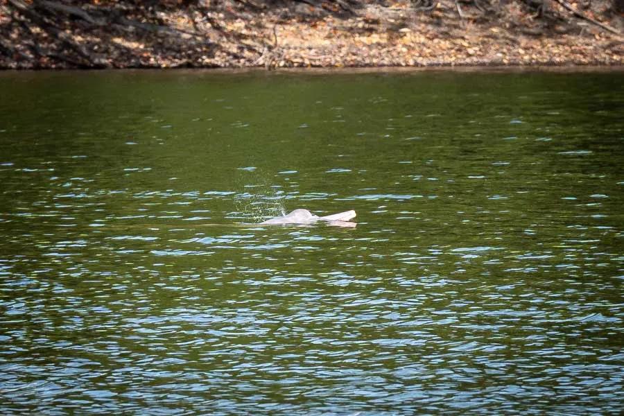 Freshwater dolphin in Brazil