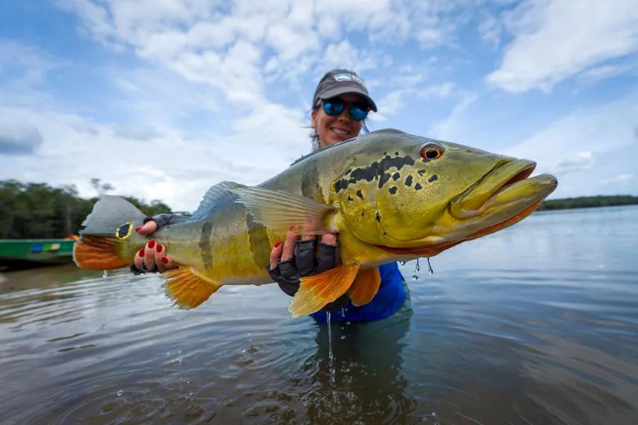 Big Peacock Bass in Brazil