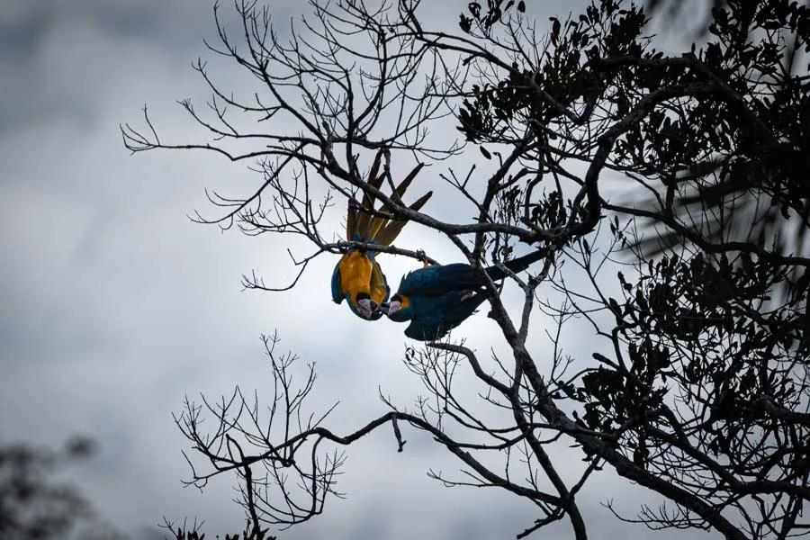 Blue and Yellow McCaws