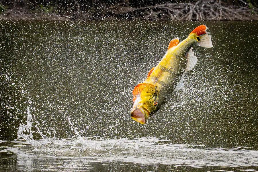 jumping peacock bass in Brazil