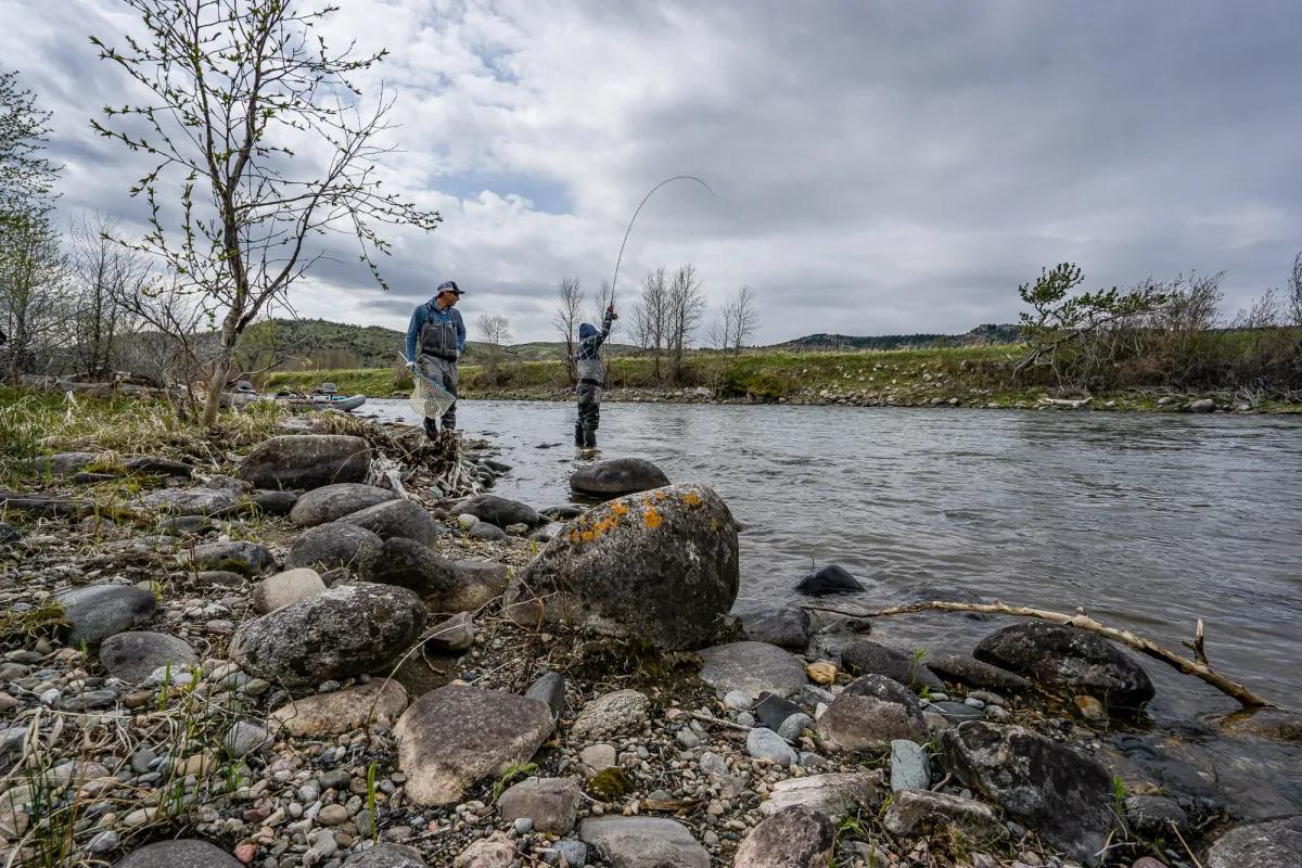 Many rivers in Montana feature hatches of skwala stoneflies. Focus on water near the banks and always be sure to check local fishing reports. 