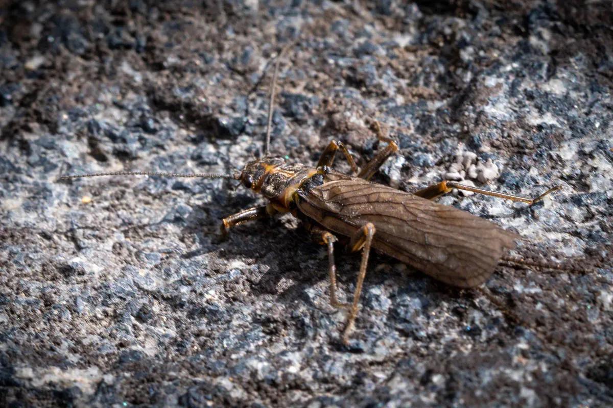 Fly fishing skwala mayflies when fly fishing in Montana
