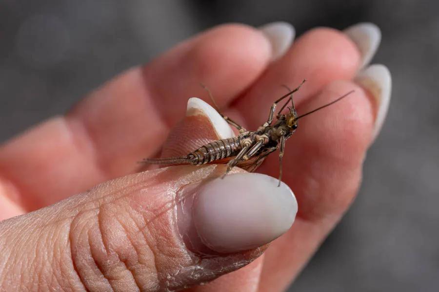 The skwala stonefly is an exciting spring-time hatch on many of Montana's rivers. Beginning in late February on the rivers near Missoula and ending up on the rivers near Bozeman and Billings, these mayflies can bring some good fish to the surface.