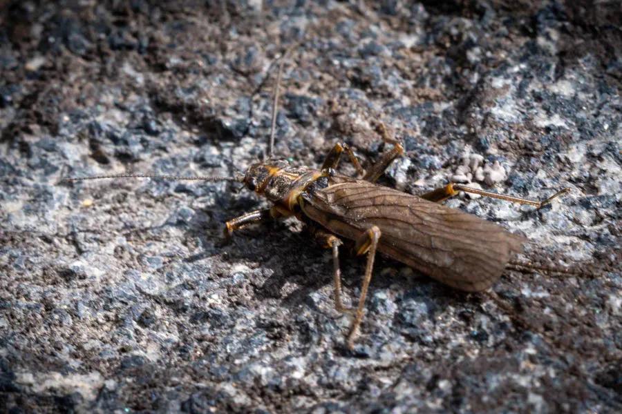 The skwala stonefly hatch is a favorite time of year for many fly anglers in the West. For the traveling angler, or those with a liberal schedule, the skwala hatch can occur as early as late February in warmer Western states or at lower elevations. In Montana look to late March through the month of April for the skwala stoneflies to make their annual appearance. 