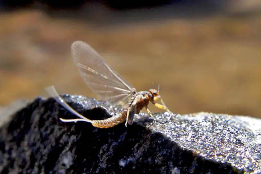 March Brown fly fishing trips in Montana