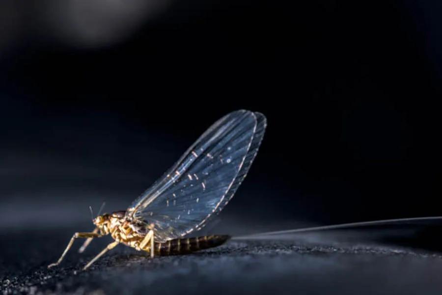 Emerging in spring, and in some rivers, early summer, the Western March Brown is a long-time favorite of many dry fly anglers on Montana's best fly fishing rivers. 