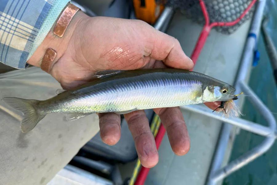 Martin Pescador Chile 