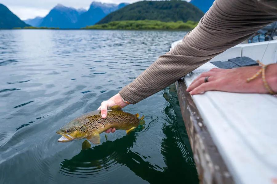 Martin Pescador Chile 