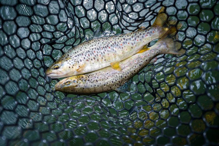 Martin Pescador Chile 