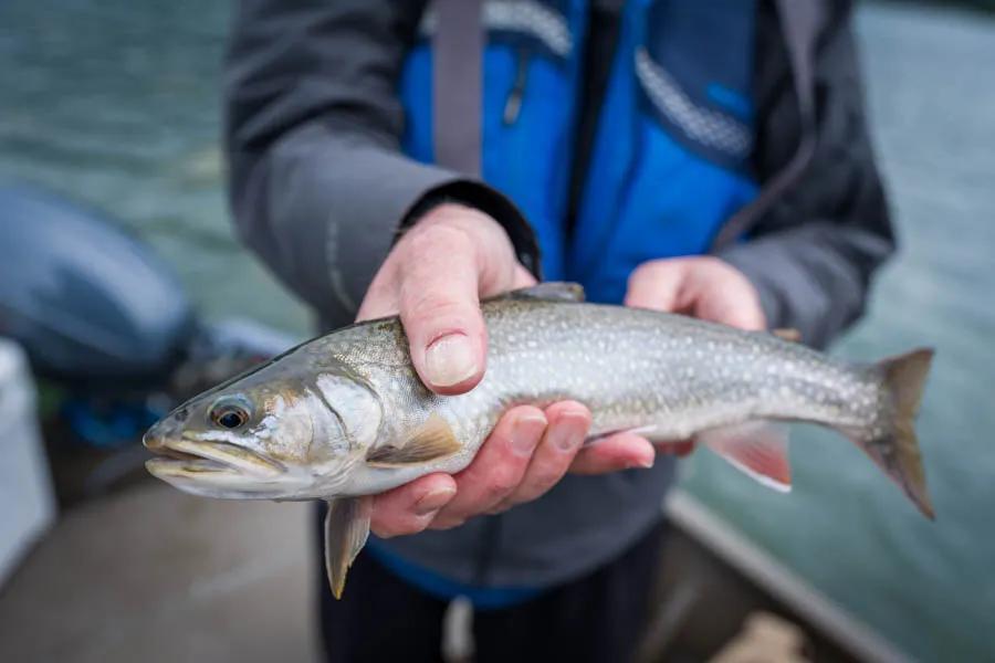 Martin Pescador Chile 