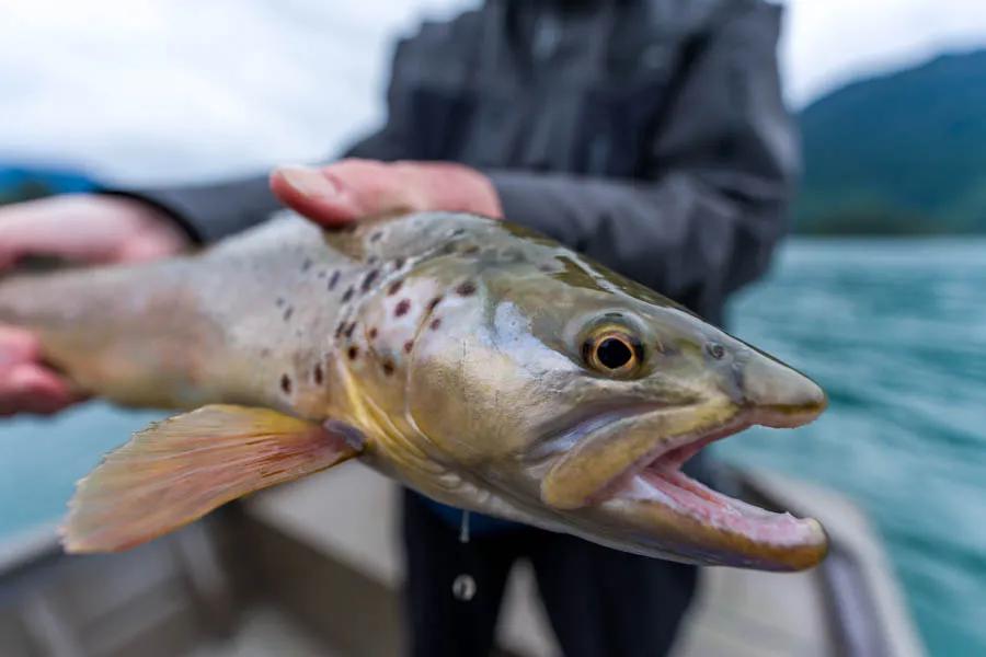 Martin Pescador Chile 