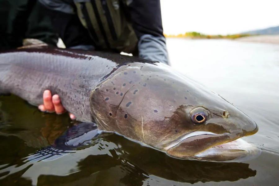 Mongolia Fly Fishing
