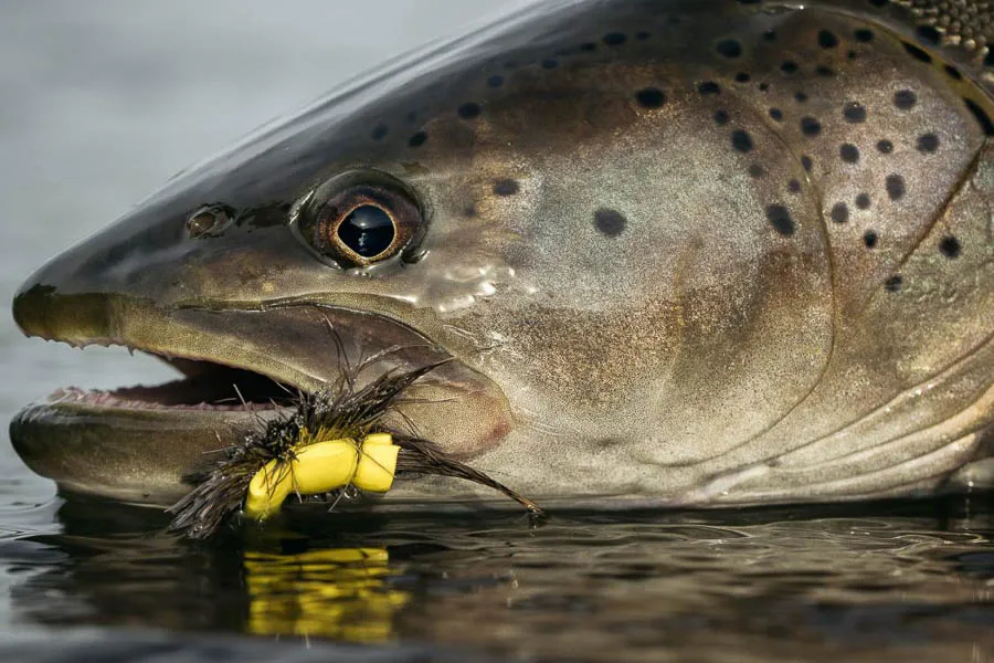 Mongolia Fly Fishing