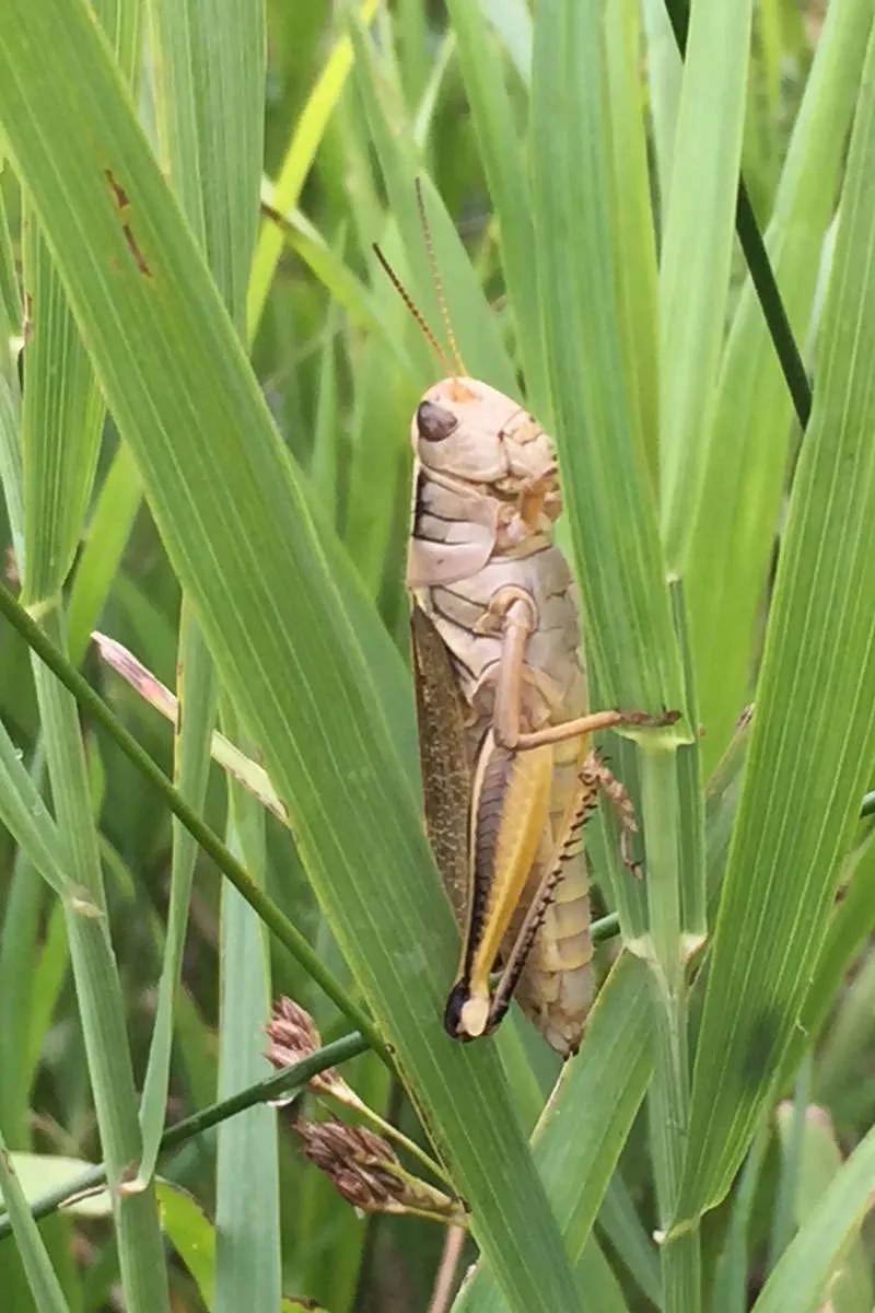Grasshoppers are great for fly fishing in Montana