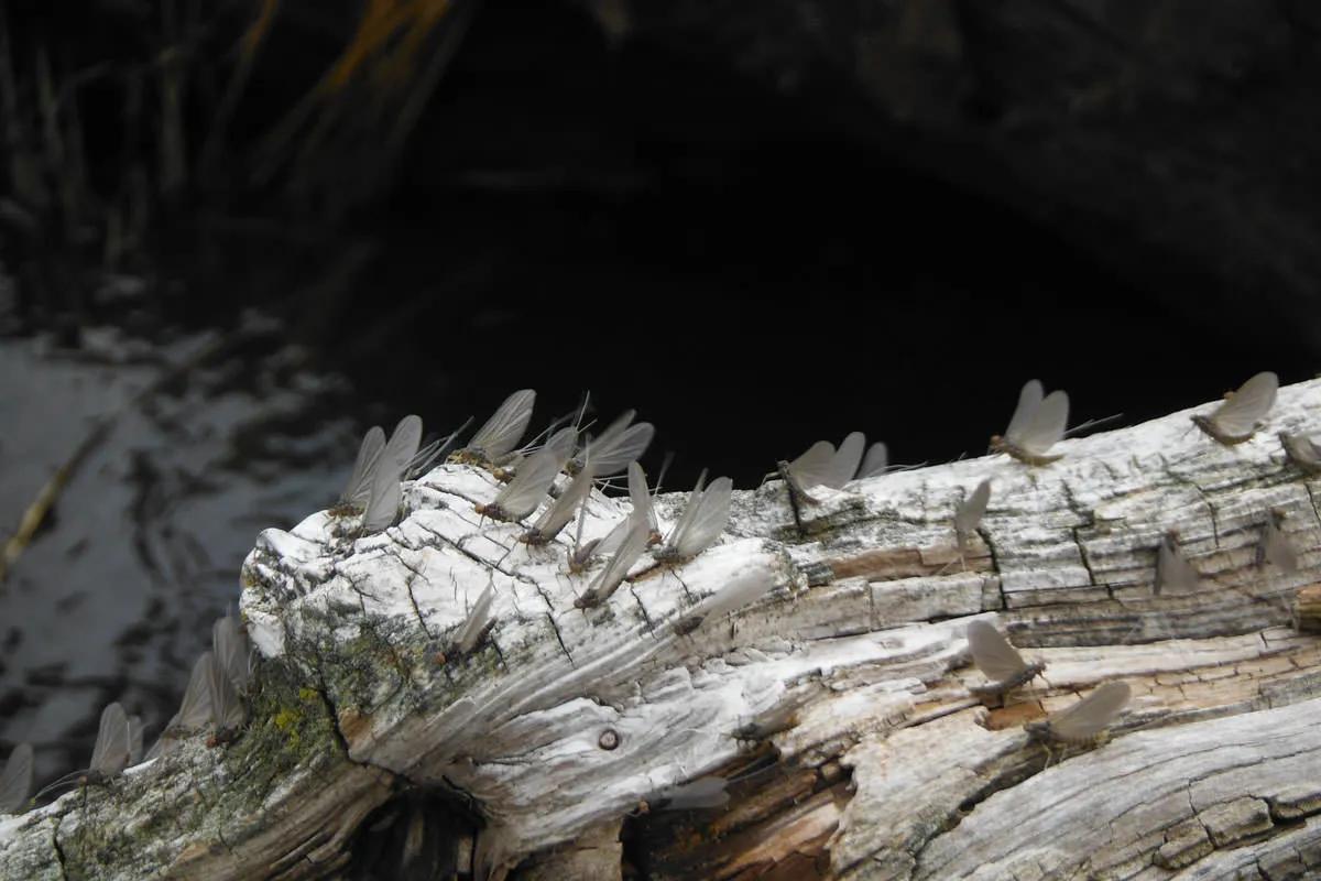Blue-Winged Olive mayflies are an important hatch when going fly fishing in Montana in April. These mayflies often emerge on overcast days when showers or light rain occurs--days very common in April. 