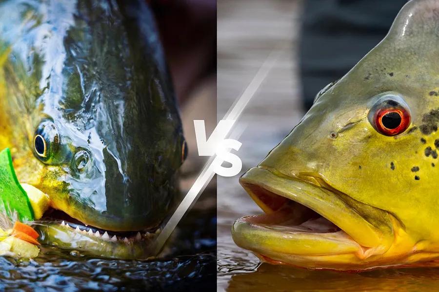 Dorado Vs. Peacock Bass