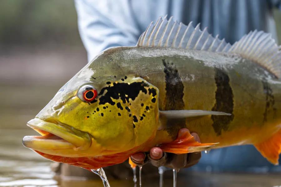 Dorado Vs. Peacock Bass