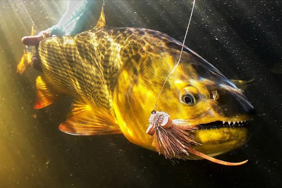 Dorado Vs. Peacock Bass