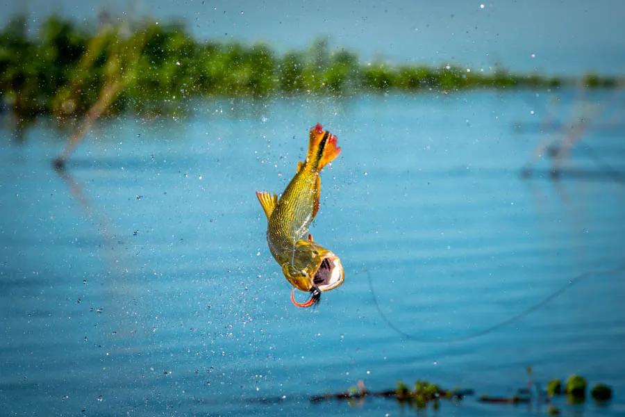 Dorado Vs. Peacock Bass