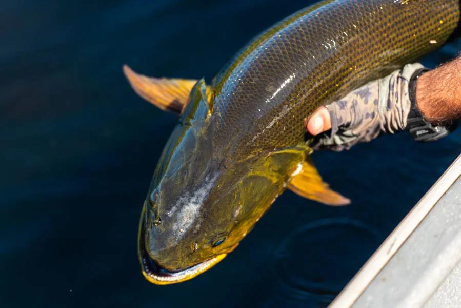 Dorado Vs. Peacock Bass