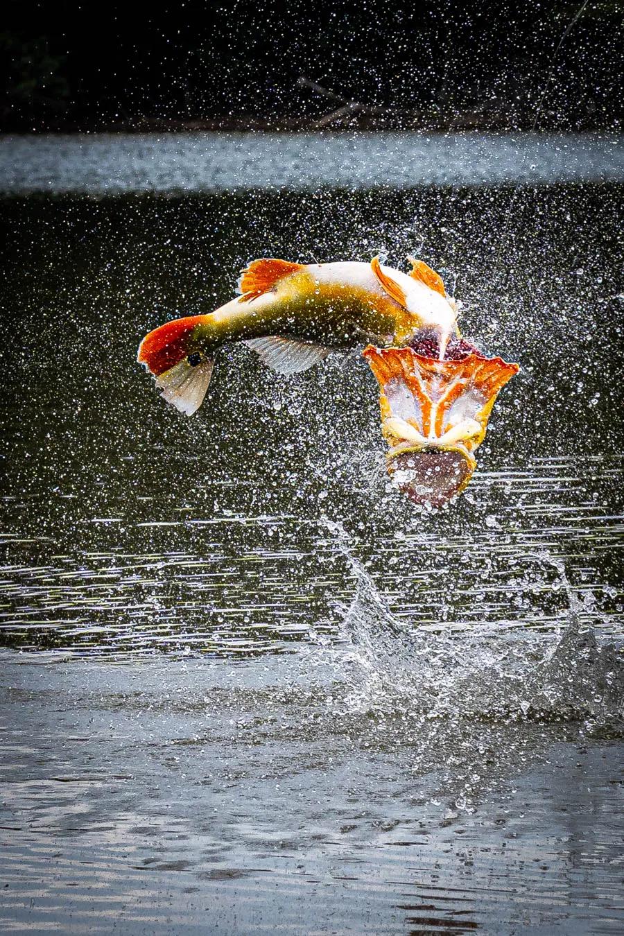 Dorado Vs. Peacock Bass