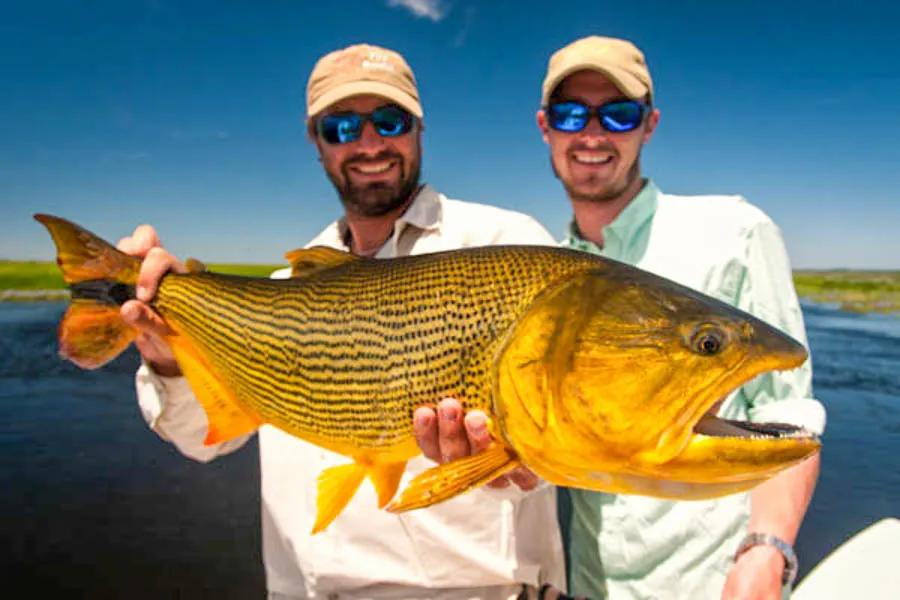 Dorado Vs. Peacock Bass